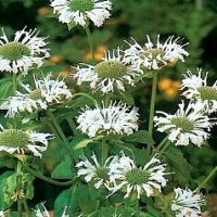 Monarda'Schneewitchen'