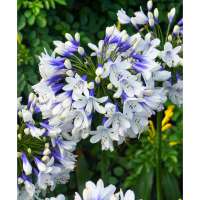 Agapanthus'Twister' 