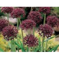 Allium atropurpureum