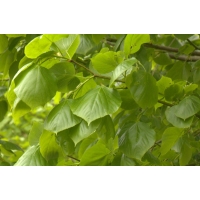 Tilia euchlora' 