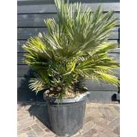 Chamaerops humilis'Vulcano' 