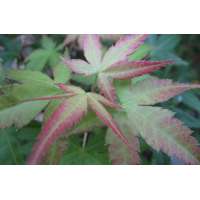 Acer palmatum'Beni-tsukasa' 