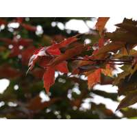 Acer platanoides'Fairview' 