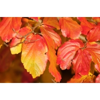 Parrotia persica 'Vanessa' 