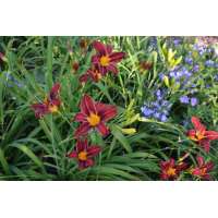 Hemerocallis'Black Prince'