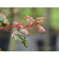 Acer conspicuum'Red Flamengo' 