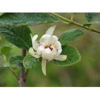 Calycanthus raulstonii'Venus' 