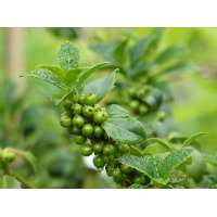 Ilex meserveae'Heckenfee' 