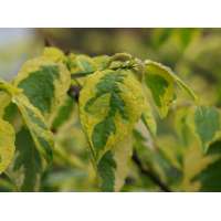 Cornus alternifolia'Wstackman' 