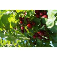 Cornus mas'Kasaniak' 