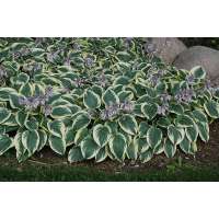 Hosta'First Frost'