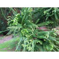 Cryptomeria japonica'Cristata' 