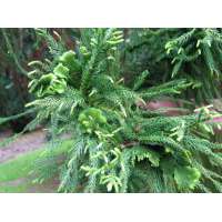 Cryptomeria japonica'Cristata' 