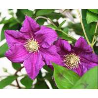 Clematis'Haru Ichiban' 