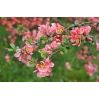 Chaenomelis superba'Pink Trail' 