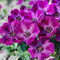 Geranium'Jolly Jewel Violet'