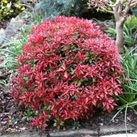 Pieris japonica'Mountain Fire' 