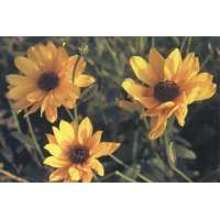 Helianthus atrorubens'Gullick's Variety'