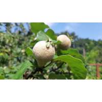 Cydonia oblonga'Champion' 