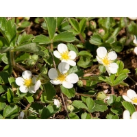 Fragaria chiloensis'Chaval'