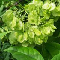 Ptelea trifoliata'Aurea' 