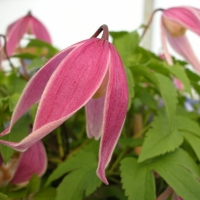 Clematis'Columella' 