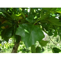 Platanus hispanica(acerifolia) 