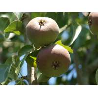 Peer'Zoete Brederode' 