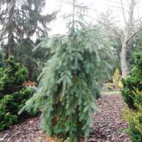 Pseudotsuga menziesii'Glauca Pendula' 