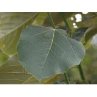 Tilia americana'Neglect' 