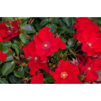 Rosa'Alexander von Humbold' 