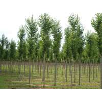 Tilia cordata'Roelvo' l 