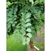 Robinia pseudoacacia'Umbraculifera' 