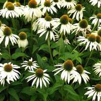 Echinacea purpurea'Meditation White'