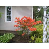 Azalea knaphill'Gibraltar' 