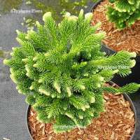 Cryptomeria japonica'Sekkan' 