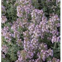 Thymus citriodorus'Silver Queen'