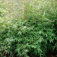 Fargesia nitida'Great Wall' - Bamboe 