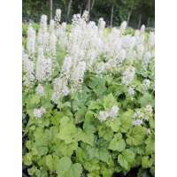Tiarella cordifolia'Moorgrün'