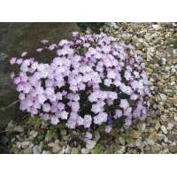 Dianthus'Whatfield Wisp'
