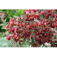 Cytisus'Red Wings' 