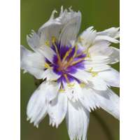 Catananche caerulea'Alba'