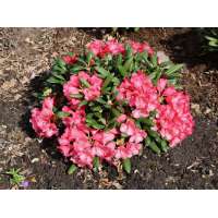 Rhododendron'Debie Dane' 