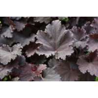 Heuchera'Binoche'