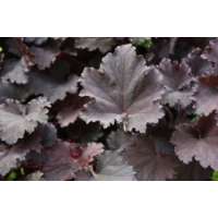 Heuchera'Binoche'