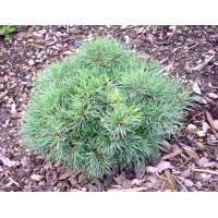 Pinus parviflora'Iona' 