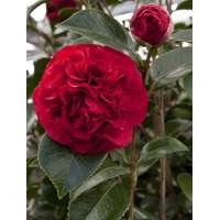 Camellia japonica'Kramer's Supreme' 