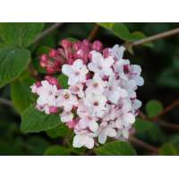 Viburnum carlesii'Diana' 