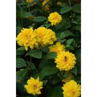 Helianthus decapetalus'Loddon Gold'