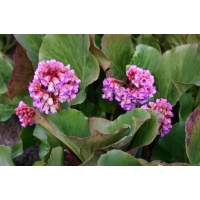 Bergenia'Morgenröte'